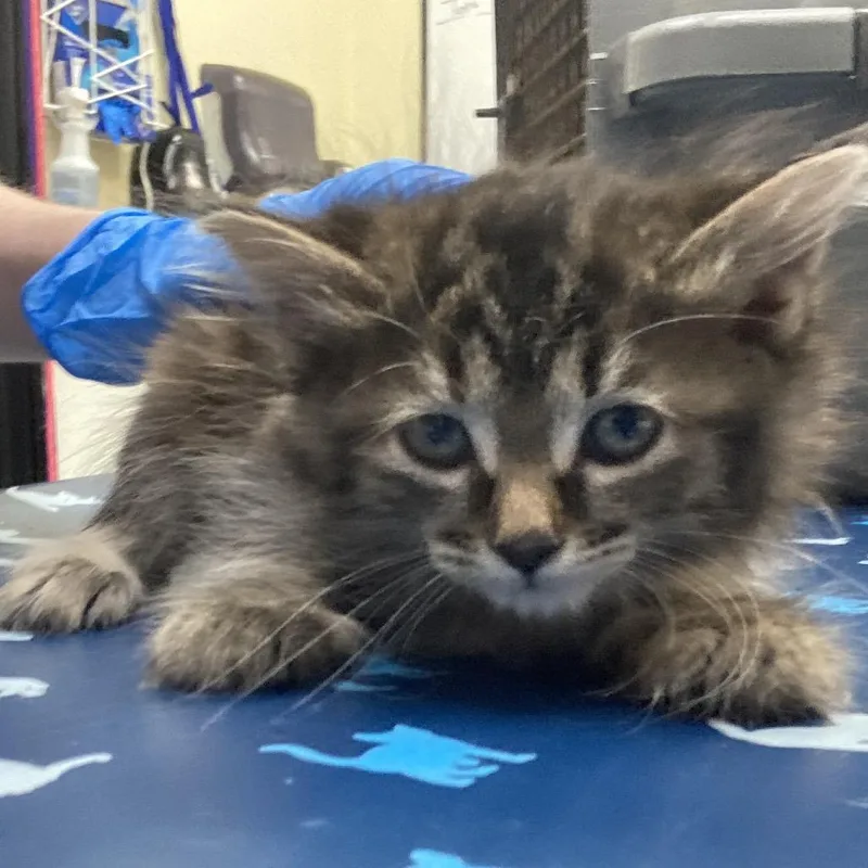 A baby small-sized female Brown / Chocolate Domestic Medium Hair cat named Tigresa for adoption in Galveston, TX