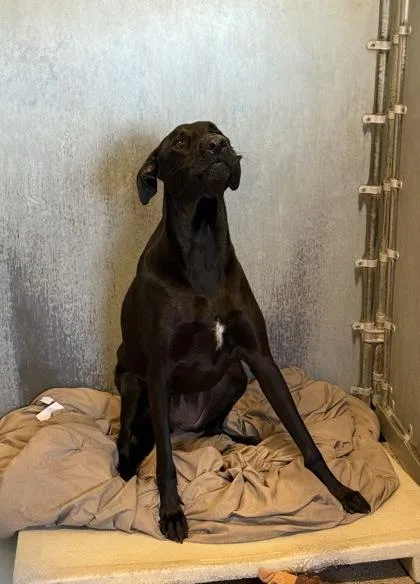 An adult large-sized female Shepherd dog named Raven for adoption in Roseville, CA