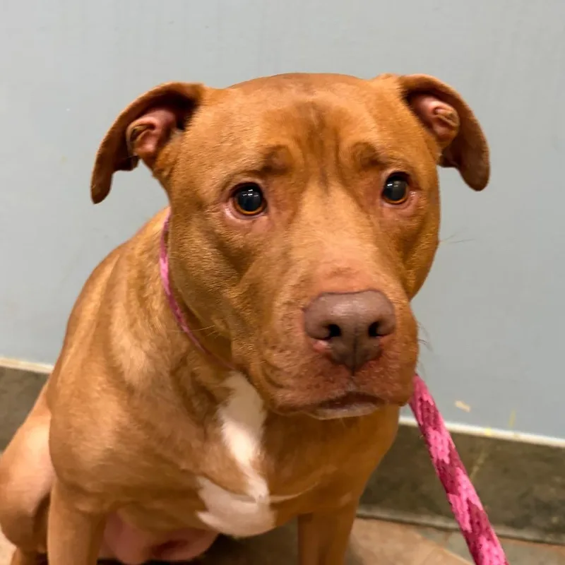 An adult medium-sized female Yellow / Tan / Blond / Fawn Mixed Breed dog named CeCe for adoption in Chattanooga, TN