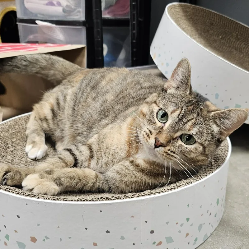 An adult medium-sized female Torbie Domestic Short Hair cat named Artemis for adoption in Grand Rapids, MI