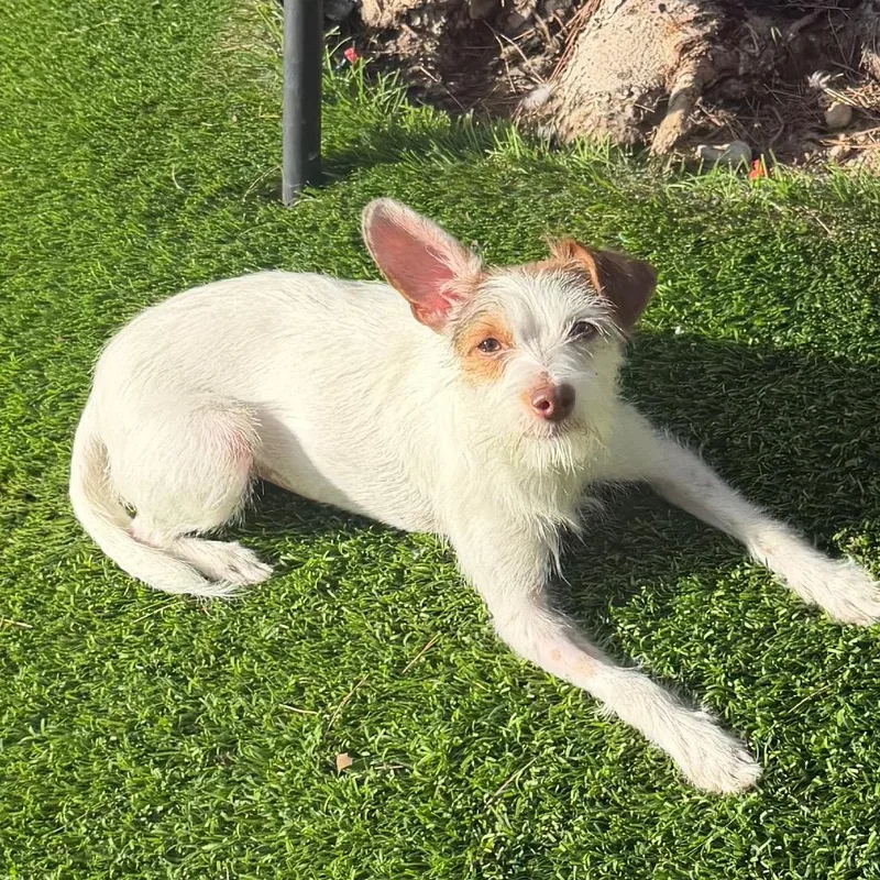 An adult small-sized female White / Cream Chihuahua dog named Beatrice for adoption in Las Vegas, NV