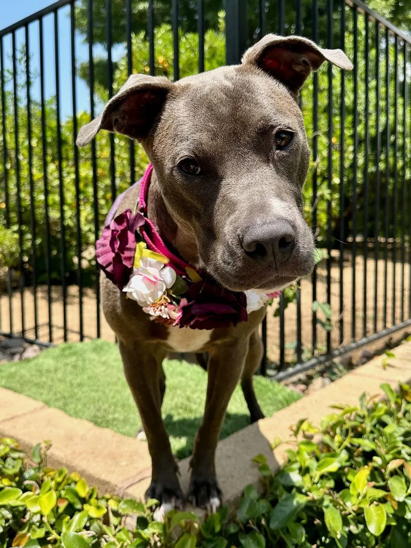 An adult medium-sized female Pit Bull Terrier dog named Jada for adoption in Redlands, CA