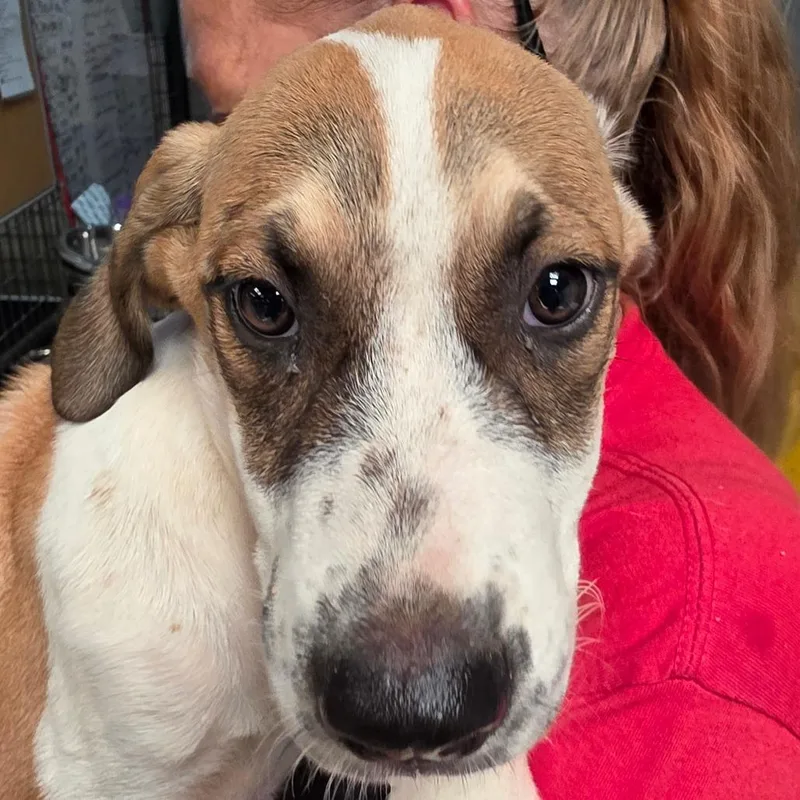 A baby small-sized female Yellow / Tan / Blond / Fawn Mixed Breed dog named Savannah for adoption in Leander, TX