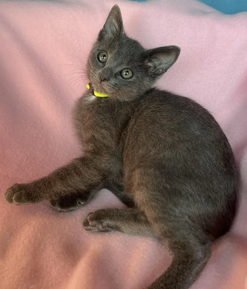 A baby medium-sized male Russian Blue cat named Kiko for adoption in Lyle, WA