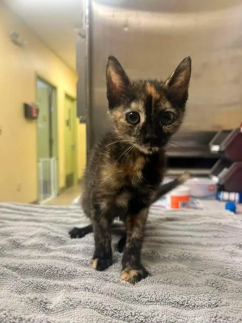 A baby small-sized female Domestic Short Hair cat named Eclipse for adoption in Fort Myers, FL