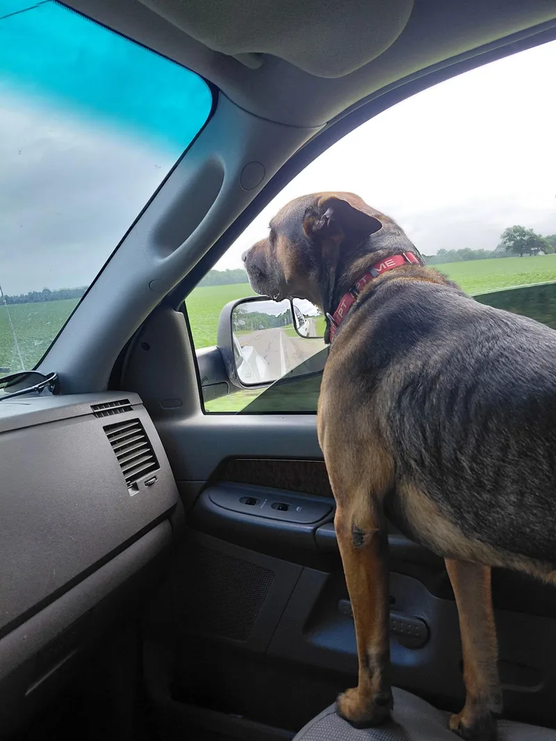 A senior large-sized male Bicolor German Shepherd Dog dog named Knox for adoption in Muncie, IN