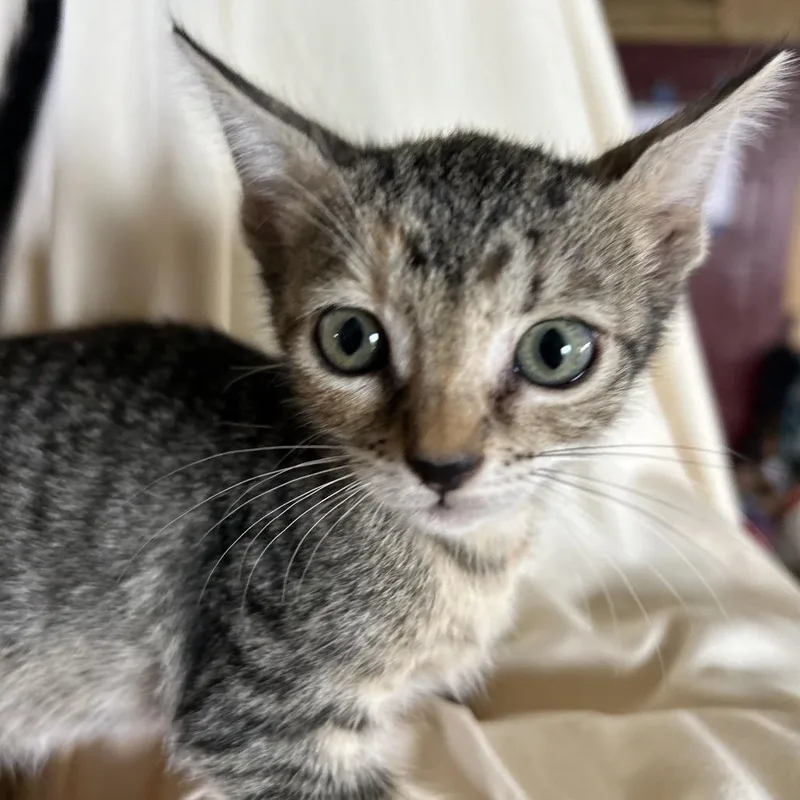 A baby small-sized female Brown / Chocolate Domestic Short Hair cat named Missy for adoption in Washington, PA