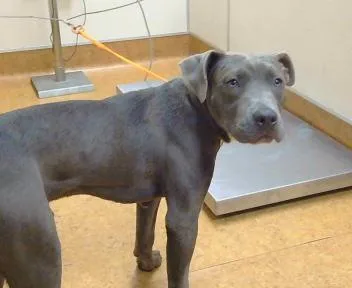 A young medium-sized male Pit Bull Terrier dog named Biggy for adoption in Sacramento, CA