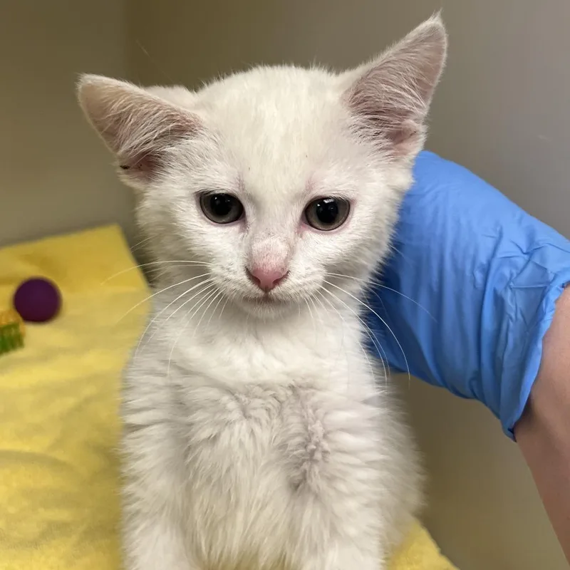A baby small-sized female White Domestic Short Hair cat named 71404 for adoption in Harrisonburg, VA