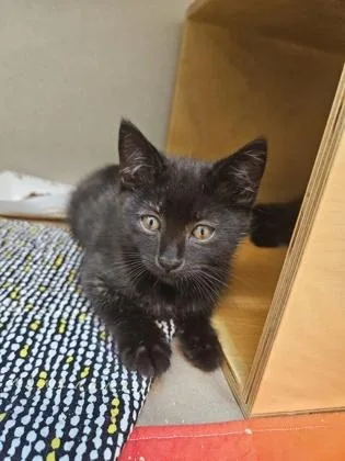 A baby small-sized female Domestic Short Hair cat named Wallis for adoption in Bellevue, WA