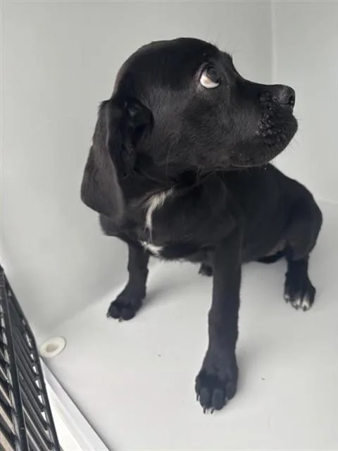 A baby medium-sized female Labrador Retriever dog named Mouse for adoption in Houston, TX