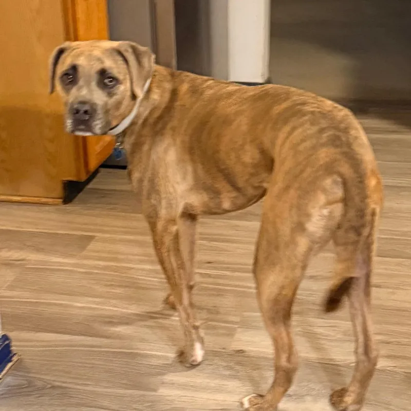 Nala