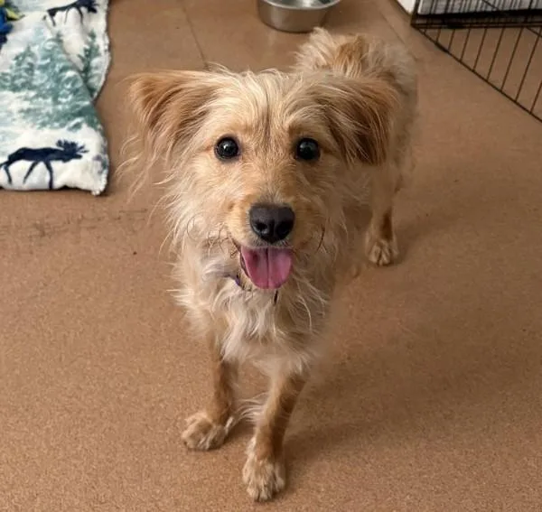 A young small-sized male Wirehaired Terrier dog named Relameago for adoption in San Diego, CA