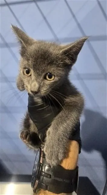 A baby small-sized male Domestic Short Hair cat named Demeter for adoption in San Bernardino, CA