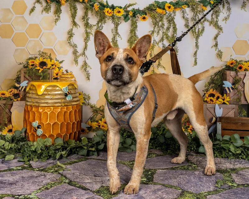 An adult medium-sized male Merle (Red) Australian Cattle Dog / Blue Heeler dog named Redman for adoption in Richmond, VA