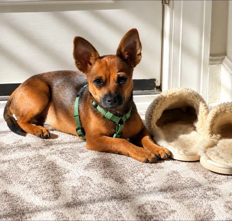A baby small-sized male Golden Chihuahua dog named George for adoption in Fort Mill, SC