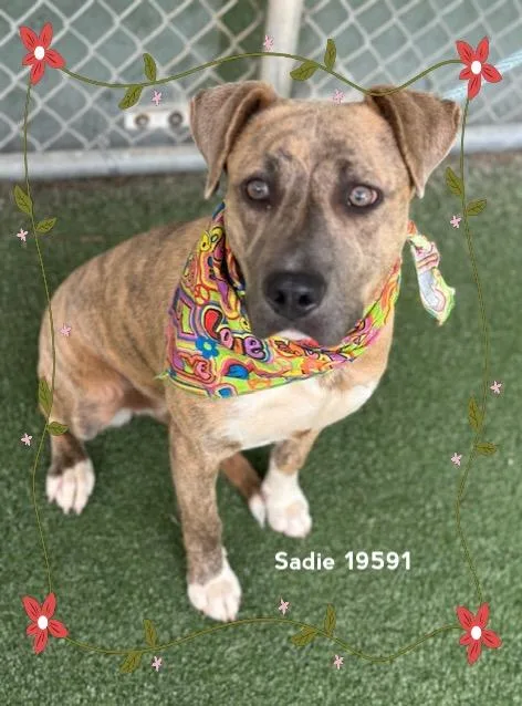 Sadie thumbnail 2