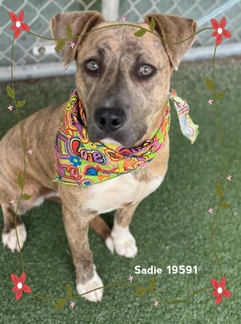 Sadie thumbnail 3