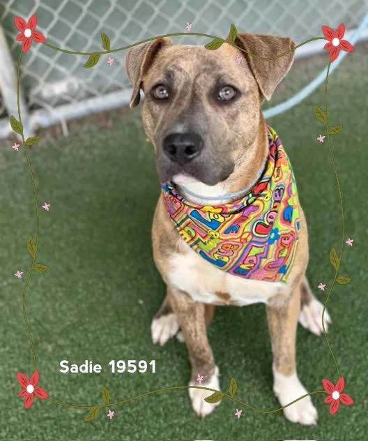 Sadie thumbnail 5
