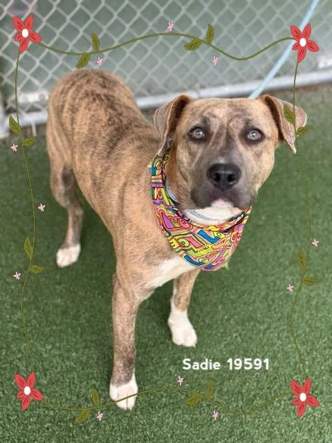 Sadie thumbnail 6