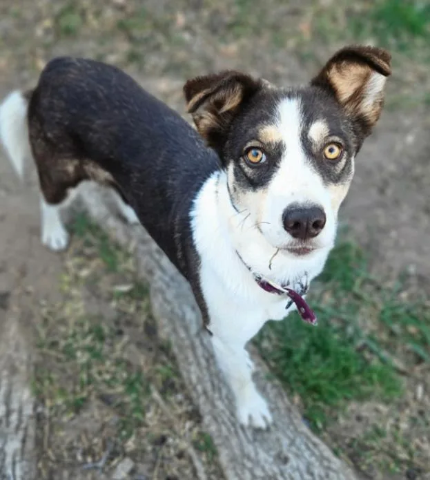 Supergirl thumbnail 3