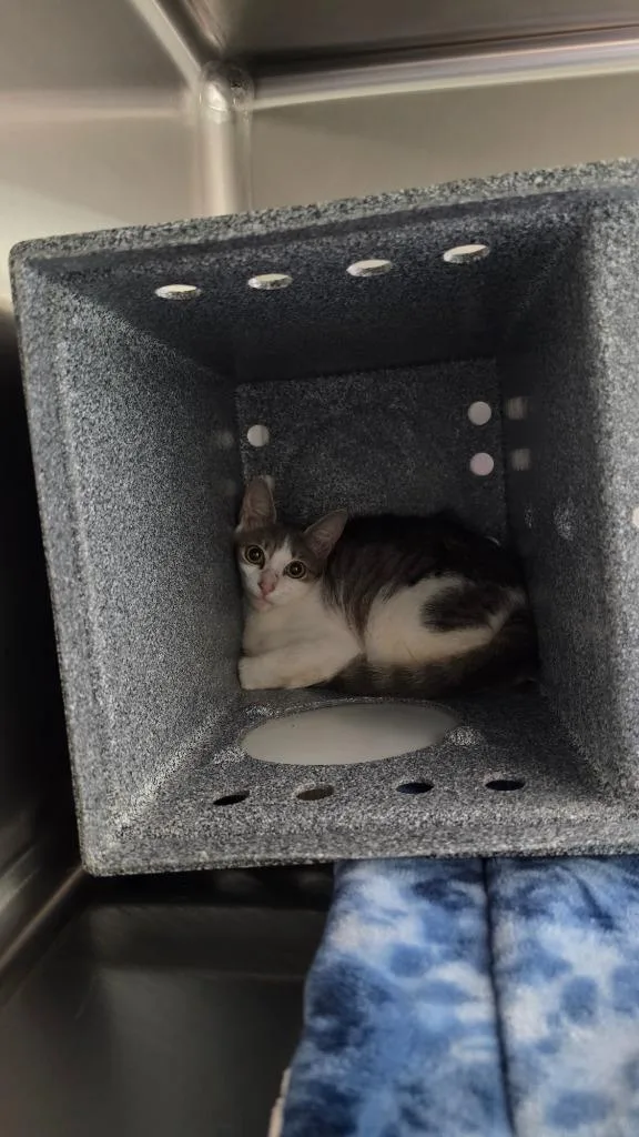 A young small-sized female Domestic Short Hair cat named Dutchess for adoption in Athens, TN