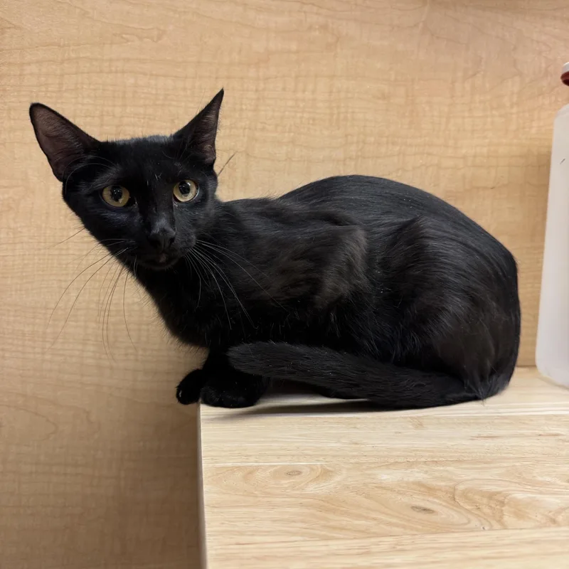 A young medium-sized female Black Domestic Short Hair cat named Marianne for adoption in Albuquerque, NM