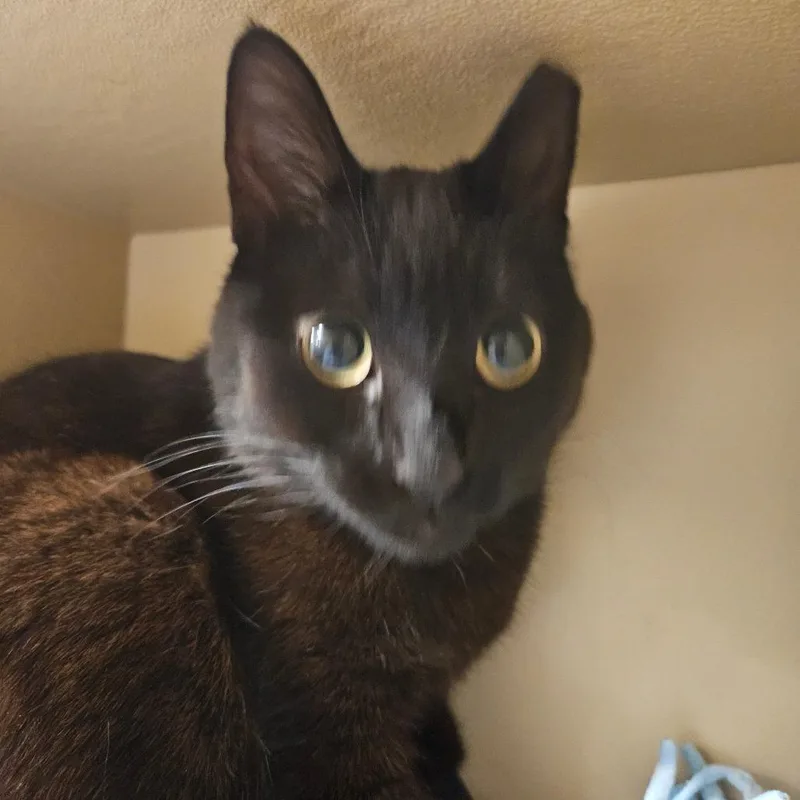 An adult small-sized female Black Domestic Short Hair cat named Crooky for adoption in Grantsville, UT