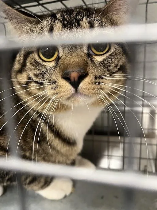 A young medium-sized male Domestic Short Hair cat named Mars for adoption in Las Vegas, NV