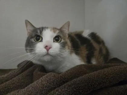 A senior large-sized female Domestic Short Hair cat named Pigeon for adoption in Savannah, GA