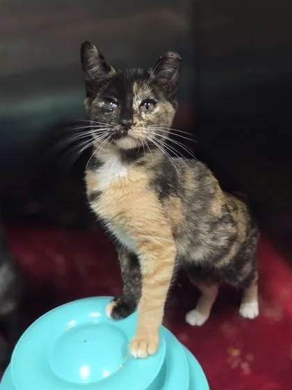 A baby small-sized female Domestic Short Hair cat named Para Sail for adoption in Westland, MI