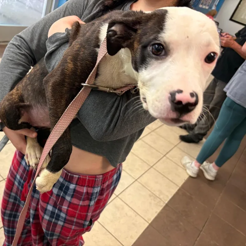 A baby small-sized female Black Mixed Breed dog named Strayvictorydrive for adoption in Columbus, GA