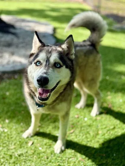 An adult large-sized male Siberian Husky dog named Koda for adoption in Daytona Beach, FL