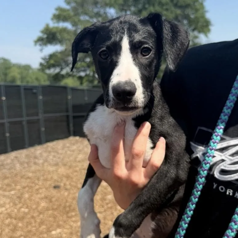 A baby small-sized female Black Mixed Breed dog named Churro for adoption in Wappingers Falls, NY