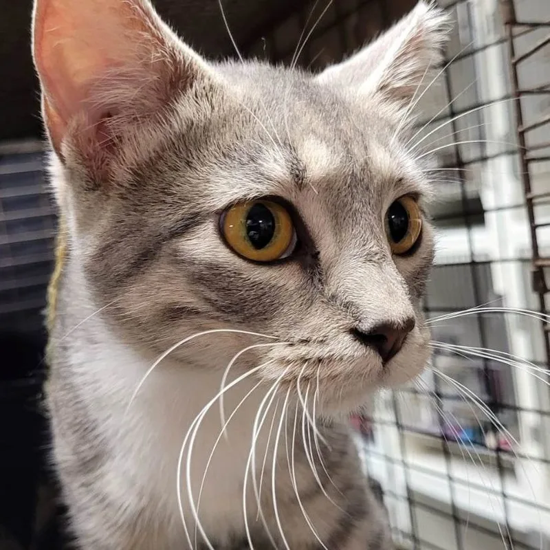 A young medium-sized female Tabby (Gray / Blue / Silver) Domestic Short Hair cat named Boots for adoption in Robinson, IL