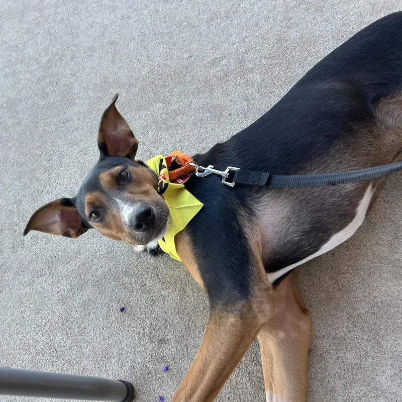 Lindor "finn" thumbnail 2