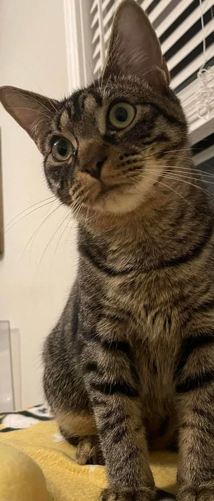 Nightshade thumbnail 2