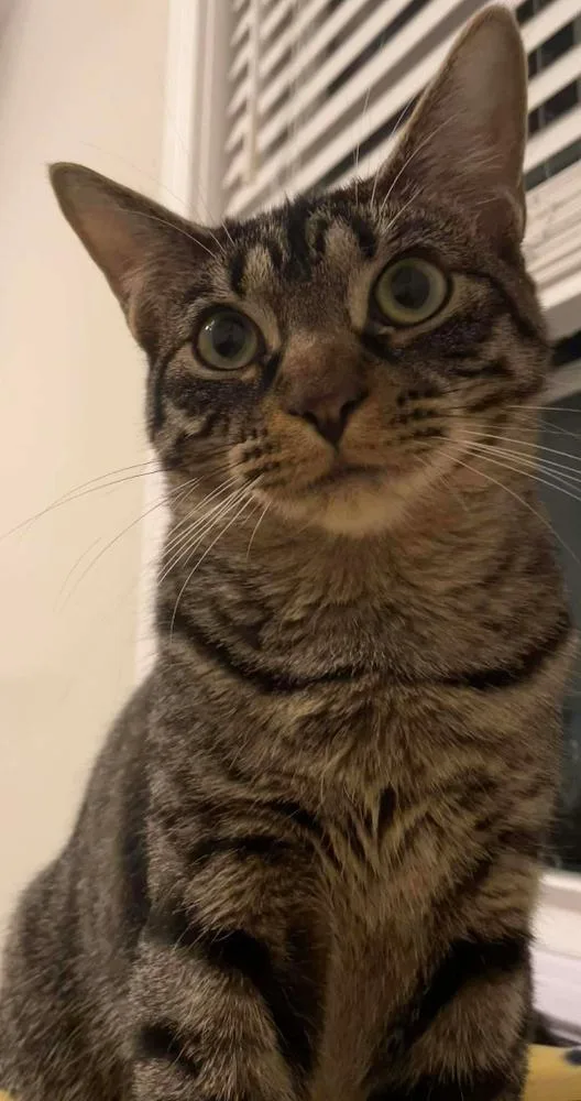 Nightshade thumbnail 3