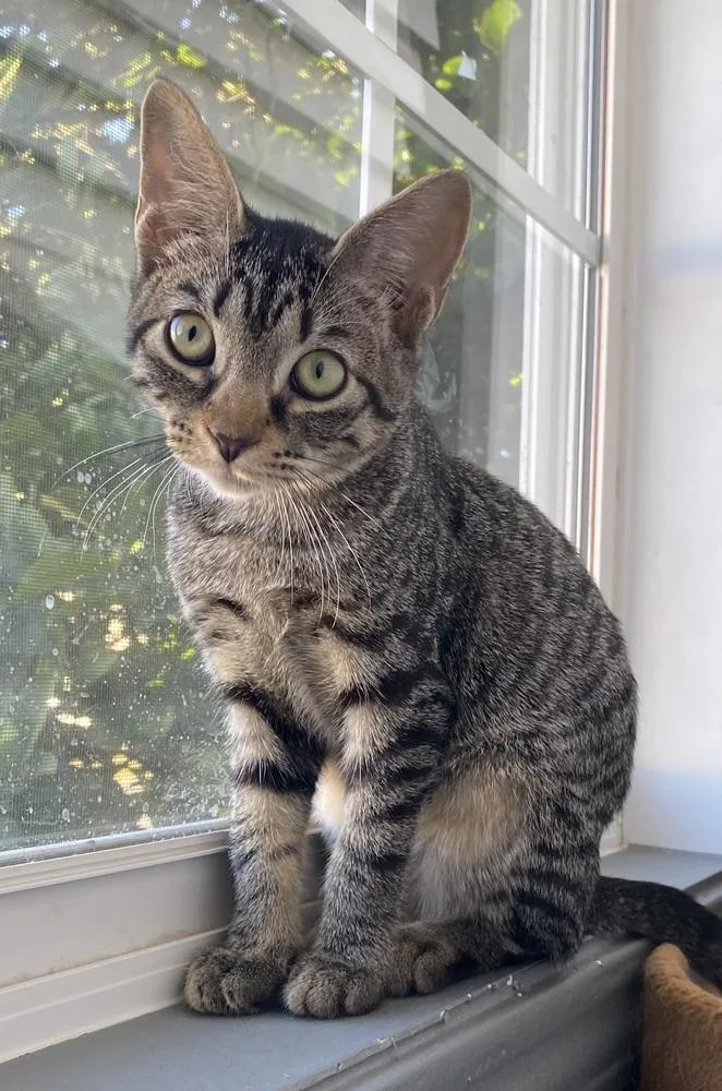 Nightshade thumbnail 6