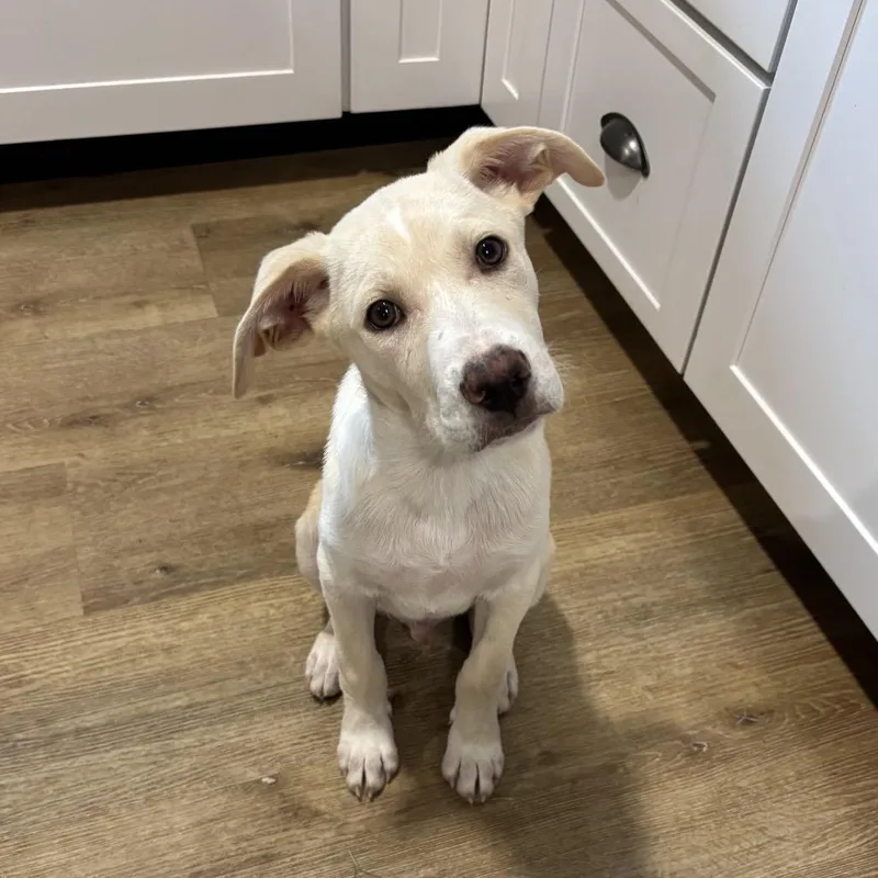 A baby medium-sized male Yellow / Tan / Blond / Fawn Mixed Breed dog named Briggs for adoption in Brownsboro, AL