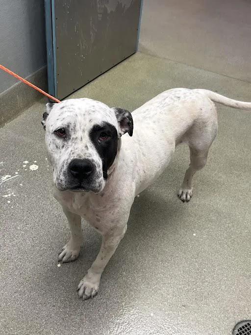 A young small-sized male Pit Bull Terrier dog named Drako for adoption in Las Vegas, NV