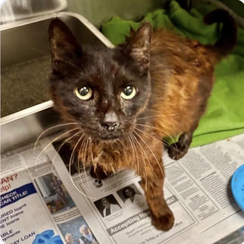 A senior medium-sized male Black Domestic Short Hair cat named Dolph for adoption in Houston, TX