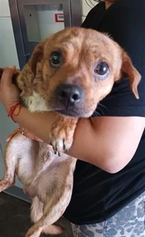 A young medium-sized male Chihuahua dog named Furgus for adoption in Los Angeles, CA