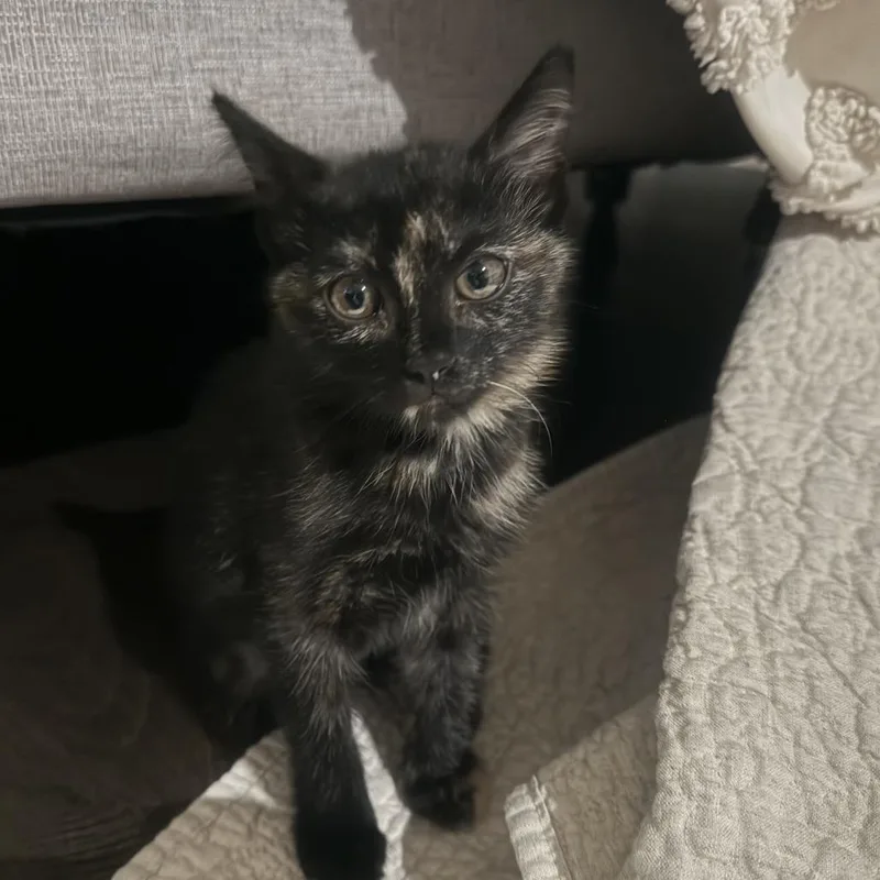 A baby small-sized female Torbie Domestic Short Hair cat named Ellie for adoption in Pleasanton, CA