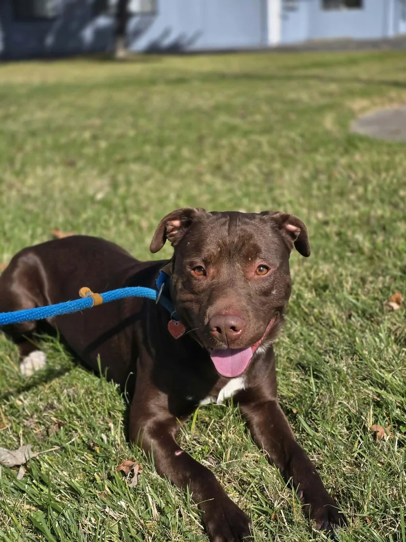 An adult medium-sized male Brown / Chocolate Pit Bull Terrier dog named Spongebob for adoption in Grants Pass, OR