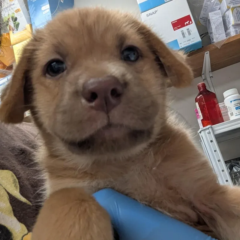A baby small-sized female Brown / Chocolate Retriever dog named Rita for adoption in Parrish, AL