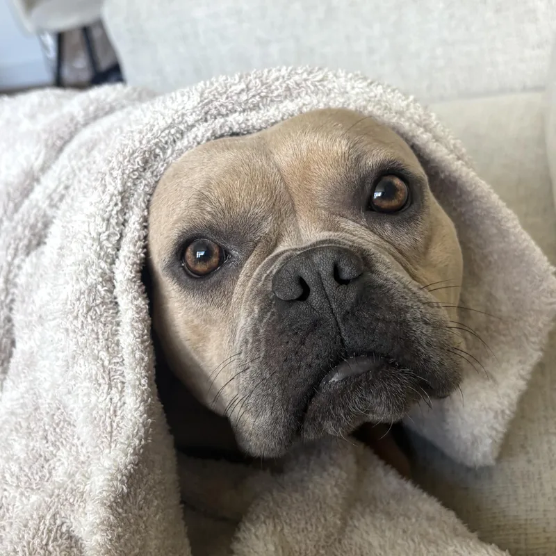 A young medium-sized female Brown / Chocolate French Bulldog dog named Ballerina for adoption in Brooklyn, NY