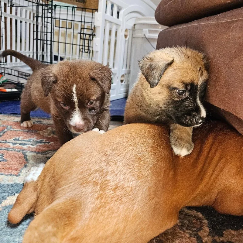 A baby medium-sized female Brown / Chocolate Belgian Shepherd / Malinois dog named Raposa for adoption in Oceanside, CA