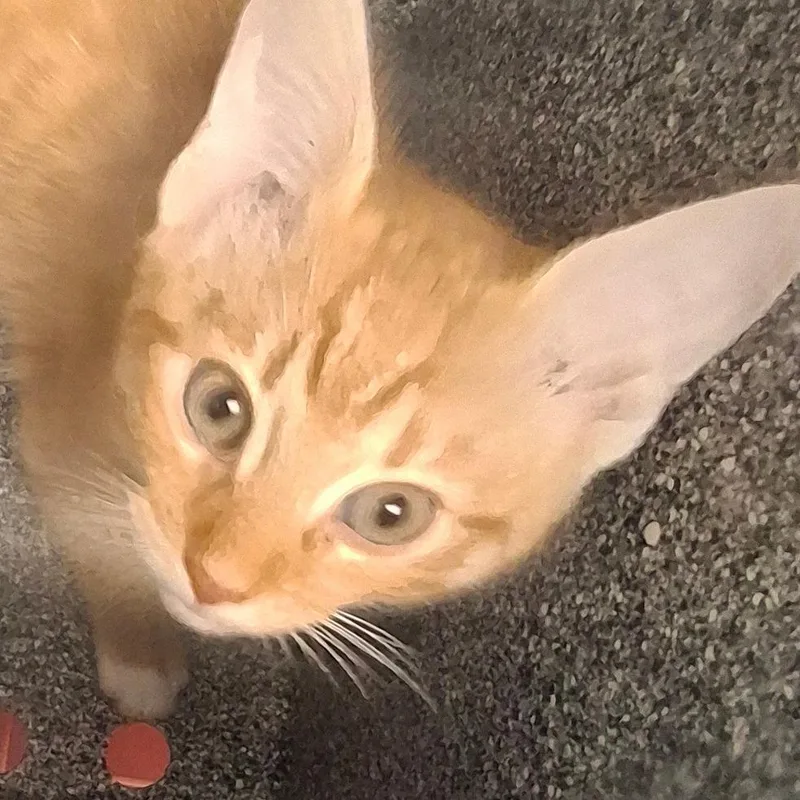 Echo