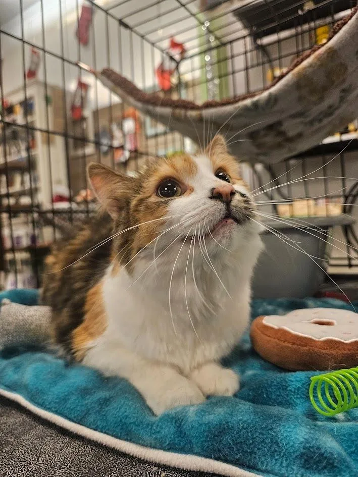 A young medium-sized female Domestic Short Hair cat named Callie for adoption in St. Cloud, MN